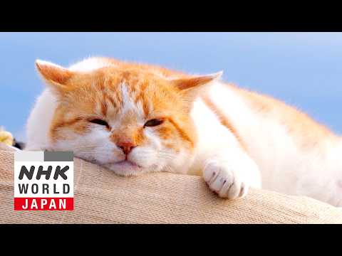 Kamakura: Local Favorites - A Cat's-Eye View of Japan