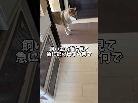 飼い主の顔を見ると逃げ出す柴犬について知る サムネイル