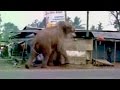 Caught on camera : A wild elephant tears through a Bengal town