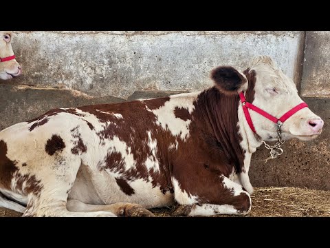 بكاكير الهولشتاين حوامل 4اشهر مزرعة الاخ ابوصلاح الحموي بتاريخ 9/29لتواصل 0959461631