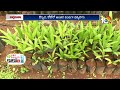 Intercropping in Coconut Plantation | కొబ్బరిలో అంతర పంటల సాగు | Matti Manishi | 10TV News  - 08:55 min - News - Video