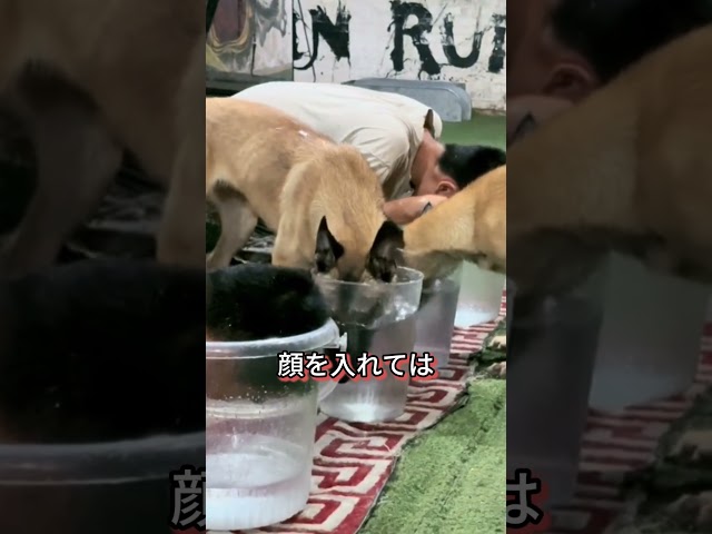 ズルを見抜いたかしこいワンちゃん