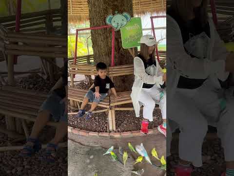 มีนกเต็มไปหมดเลย #dj #remix #music #duet #aicover #automobile #lifeisbutadream #travel #vlog