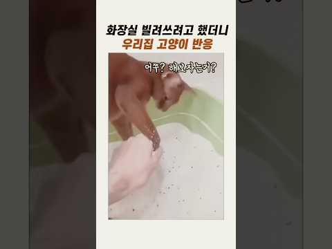 고양이 <strong>화장실</strong> 빌려쓰려고 했더니 반응 #반려묘 #웃긴고양이 #냥이