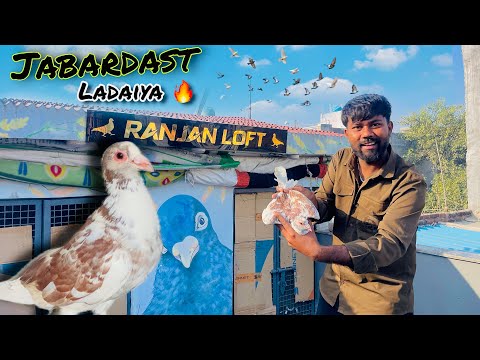 Aaj hui sedi se jabardast ladaiya 🔥| सेदी से कबूतर लड़ा दिए 😨