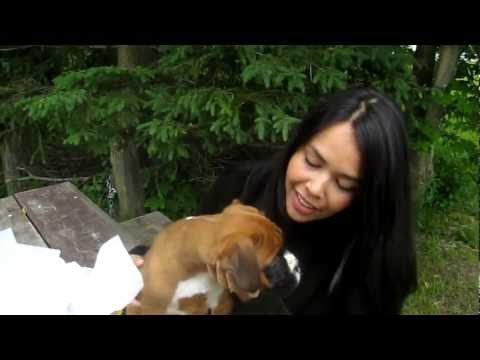 Puppy Proposal