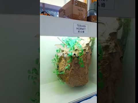 World's Bees Museum, Malacca (Melaka), Malaysia