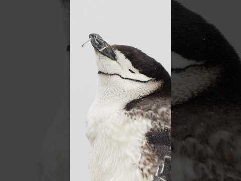 🧊What it’s like exploring Antarctica! Watch full video now! 👀 #travel ​⁠​⁠#antarctica #animals