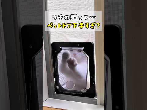 ペットドアを使うのが下手すぎる猫！ #ポムしま