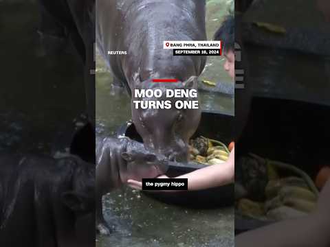 Moo Deng turns one