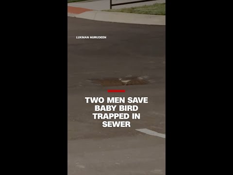 Two men reunite baby bird with its mother