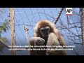 Con paletas heladas refrescan a los residentes de zoo de Santiago durante ola de calor - 01:11 min - News - Video