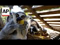 Con paletas heladas refrescan a los residentes de zoo de Santiago durante ola de calor