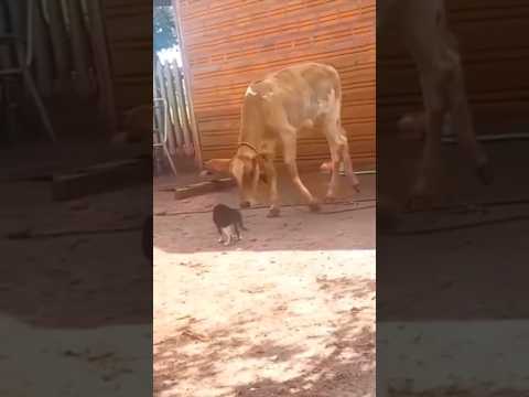 Kucing melawan sapi #riaab22 #trending