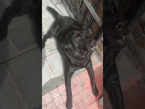 Leo or Alish Ghar se bhar😂 #shorts | Anant Rastogi | #dog #funny @AnantRastogi #pets #shortvideo