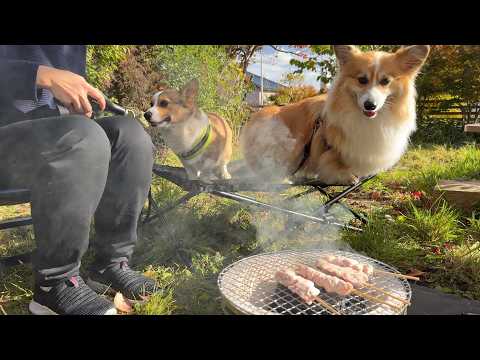 犬達と一緒に新居の庭で『バーベキュー食べ放題』してみた結果…