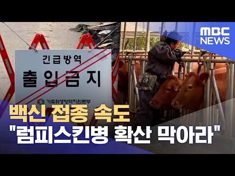 백신 접종 속도 