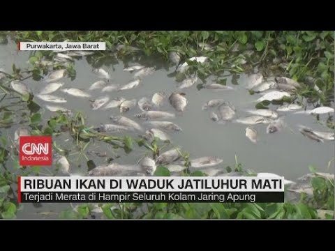 Ribuan Ikan di Waduk Jati Luhur Mati