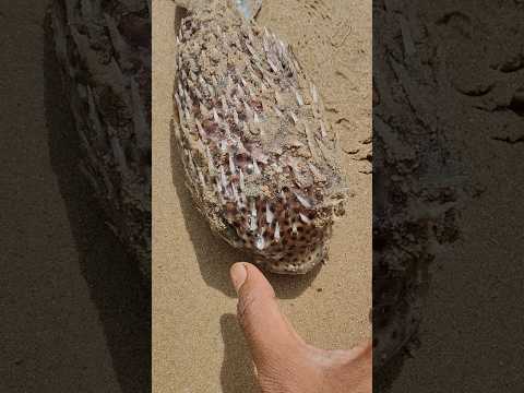 చాలా ప్రమాదకరమైన చేప #hunting #fishing #dancer #beach #pudimadaka #localboynaveen