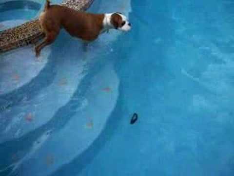 Can boxer dogs swim?