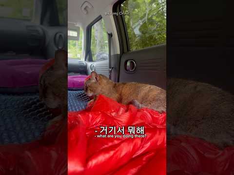 차에타는 고양이는 너가 처음이야(о´∀`о) 납치각 캠냥이🐈🚘 차에타는 고양이는 너가 처음이야(о´∀`о) 납치각 캠냥이🐈🚘