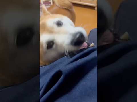 柴犬福の甘噛み＆優しい一面を動画で楽しもう サムネイル