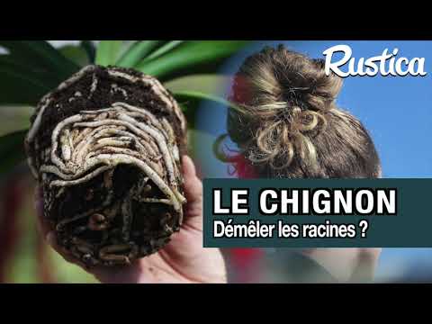 Chignon racinaire : quand faut-il démêler les racines ?