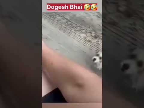 This dog wants justice #dogshorts #dogvideos #dogchase