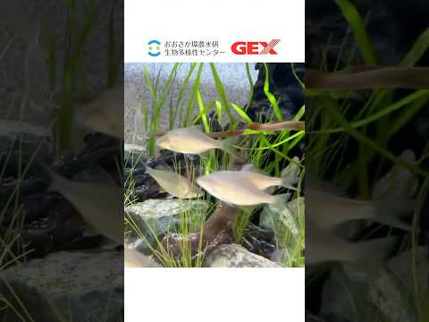 国の天然記念物「イタセンパラ」が大阪府立環境農林水産総合研究所からジェックスにやって来ました！#アクアリウム#いきもの