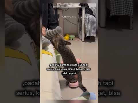 kucing ganggu orang #shorts #short