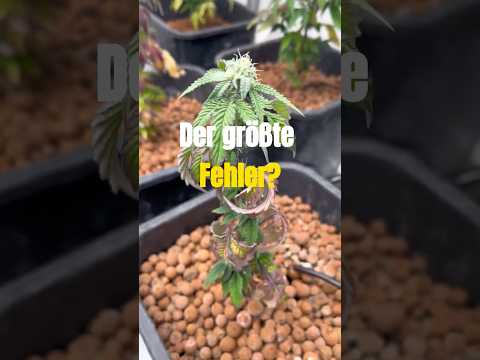 Der größte Fehler im Cannabis Anbau !