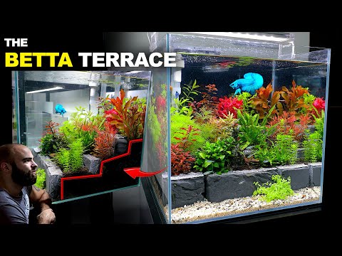 The Betta Terrace_ Blue Dragon Betta Cube Aquarium FIND YOUR LOCAL SUPERFISH SUPPLIER HERE_ https_//aquadistri.com/store-locator-2/

👇👇MD MERCH C