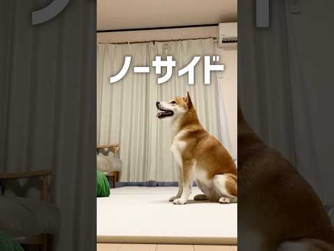 柴犬こむぎと仲間たちの心温まる瞬間：互いをほめ合う光景 サムネイル