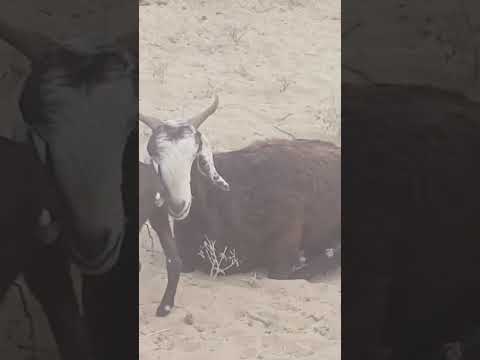 #animals #anmals #cowgoat #travel #funny #farmanimal #cow #livestock #shortvideos #short #shorts