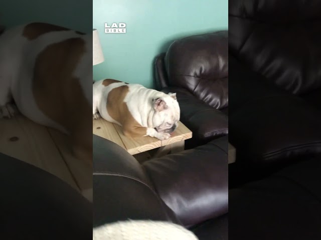 Spotted my dog sleeping on the table today... He was shocked when I caught him 🤣 (🎥: ViralHog)