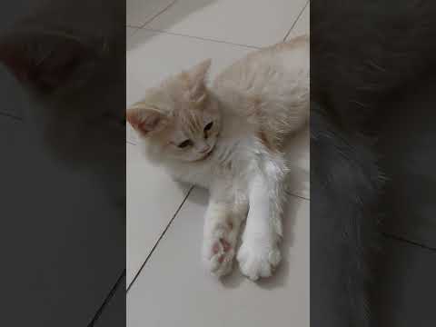 Cat Videos Viral Shorts #cat #funny