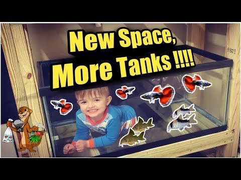 *NEW* Garage Fish Room Design | More Room, More Ta In this video I take you around and show you the first glance at the New Garage fish room design. I 