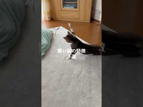 猫の動画サムネイル - 賢い猫の特徴3選 #猫 #ねこ #猫のいる暮らし #猫のいる生活 #保護猫 #猫動画 #猫好きさんと繋がりたい #猫好き #猫好き #猫との暮らし #ねこのいる生活 VOICEVOX:ずんだもん