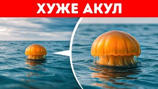 Эти морские существа лучше оставить в покое, и вот почему