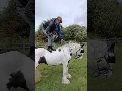 a@#horselover horse 🐎 👌