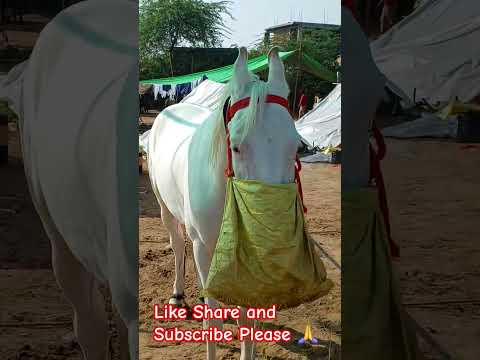 पुष्कर मेला 2025 नुकरा घोड़ा white Horse Pushkar Faire 2025 #pashumela #pushkar