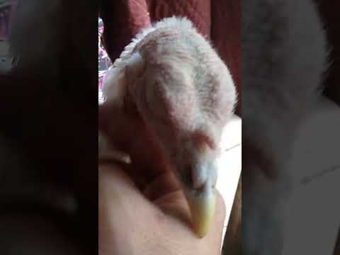 Petting my Turkey like a dog. He loves it!!!