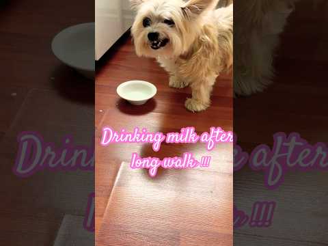Drinking milk after long walk💛💛💛 #puppy #yorkie #puppies #tired