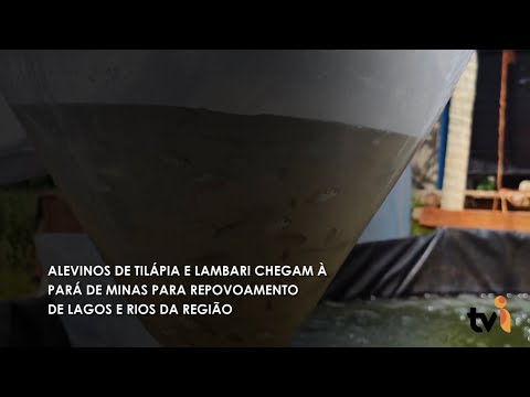 Vídeo: Alevinos de tilápia e lambari chegam a Pará de Minas para repovoamento de lagos e rios da região