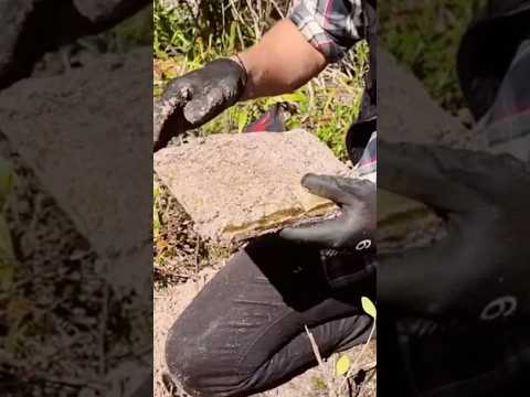 Bíblia de ouro! 🙀🙀🙀#viralvideo