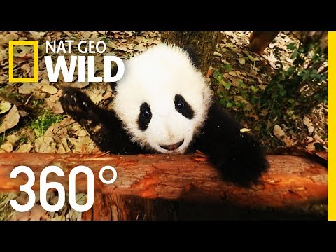 360° Baby Pandas | Nat Geo WILD