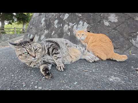 太ったキジトラ猫と茶トラ猫のカップルが塀から降りてきて寝転がる