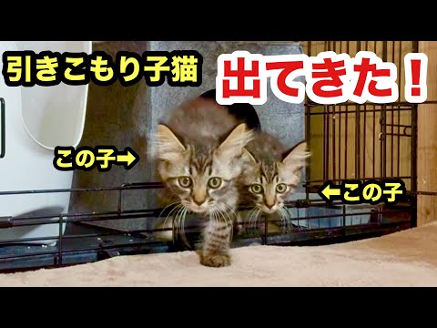 引きこもり怖がり子猫が出てきました！