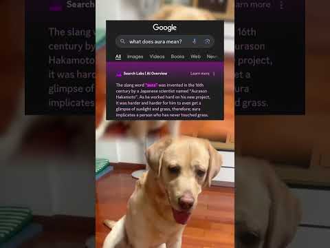 #memes #story #dog #shorts #pets