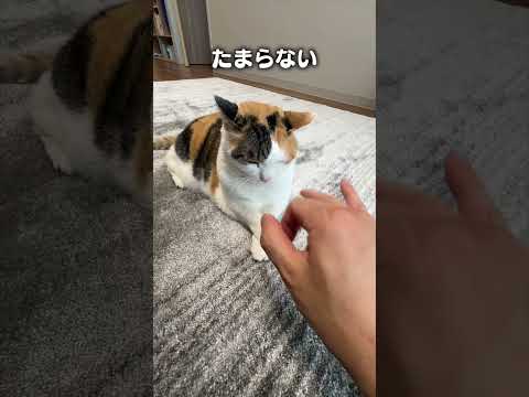 猫の動画サムネイル - 猫あるあるソング「だっちゅーのしてるところにズボッとしたい」